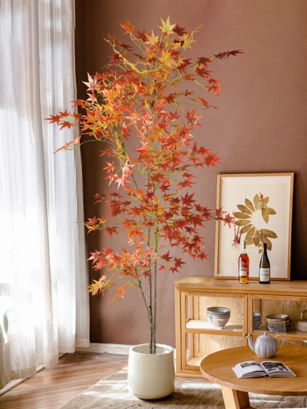 70–140 cm Falskt japansk lønnetre